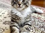 Cloud - Maine Coon Kitten For Sale - GA&comma; US