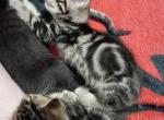 Star Wars Force - Bengal Kitten For Sale - Kansas City&comma; MO&comma; US