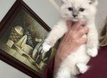 Lovebug - Ragdoll Kitten For Sale - 
