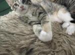 No name - American Shorthair Kitten For Adoption - Sapulpa&comma; OK&comma; US