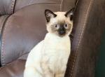 KAI & KAIA - Siamese Kitten For Sale - Maclean&comma; VA&comma; US