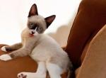 Elfin - Snowshoe Kitten For Sale - 