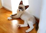 Elfin - Snowshoe Kitten For Sale - 