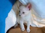 Stripe Lynxpoint - Colorpoint Shorthair Kitten For Sale - Walterboro&comma; SC&comma; US