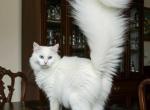 Muna - Maine Coon Kitten For Sale - 