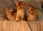 Peanut - Scottish Straight Kitten For Sale - 
