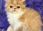 Emmett - Persian Kitten For Sale - 
