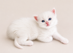 Olaf from Frozen Litter - Siberian Kitten For Sale - Belchertown&comma; MA&comma; US