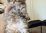 Rafiki from Lion King Litter - Siberian Kitten For Sale - 