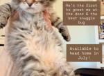 Simba from Lion King Litter - Siberian Kitten For Sale - 