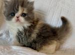 Delilah - Persian Kitten For Sale - Middleborough&comma; MA&comma; US