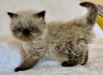 Gizmo - Himalayan Kitten For Sale - 
