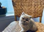 Ophelia - British Shorthair Kitten For Sale - Charlotte&comma; NC&comma; US