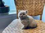 Ophelia - British Shorthair Kitten For Sale - Charlotte&comma; NC&comma; US