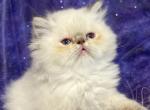 Brody - Persian Kitten For Sale - Caldwell&comma; OH&comma; US