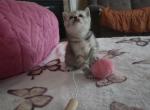 Loving Teddy Bear Scottish fold girl - Scottish Straight Kitten For Sale - Charlotte&comma; NC&comma; US