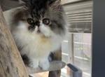 Male tabby & white - Persian Kitten For Sale - Kansas City&comma; MO&comma; US