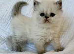 Bella - Himalayan Kitten For Sale - 