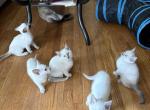 Litter of Siamese kittens - Siamese Kitten For Sale - Youngstown&comma; OH&comma; US