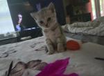 Silver Teddy Bear Scottish fold girl - Scottish Straight Kitten For Sale - 