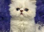 Auggie - Persian Kitten For Sale - 