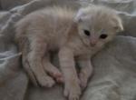 Golden Scottish fold boy - Scottish Fold Kitten For Sale - 
