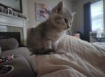 Pretty plush scottish straight girl - Scottish Straight Kitten For Sale - 