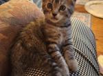 Princess - Scottish Fold Kitten For Adoption - Redding&comma; CA&comma; US