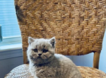 Ophelia - British Shorthair Kitten For Sale - Charlotte&comma; NC&comma; US