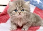 Waverly - Persian Kitten For Sale - Pensacola&comma; FL&comma; US
