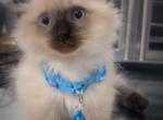 Beautiful munchkin ragdoll kitten - Munchkin Kitten For Sale - Dearborn Heights&comma; MI&comma; US