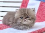 Harbor - Persian Kitten For Sale - Pensacola&comma; FL&comma; US