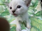 Purebred Siamese female kitten Lilac Point - Siamese Kitten For Adoption - NJ&comma; US