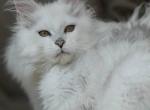Puffy - Maine Coon Cat For Sale - 