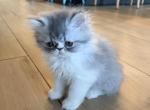 Gray male Persian - Persian Kitten For Sale - Las Vegas&comma; NV&comma; US