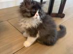 Persian - Persian Kitten For Sale - 