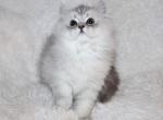 CFA White Female Chinchilla Silver Persian - Persian Kitten For Sale - Stanton&comma; MO&comma; US