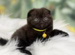 Portland Amir Scottish Fold Kitten - Scottish Fold Kitten For Sale - Portland&comma; OR&comma; US