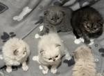 Willows litter - Persian Kitten For Sale - Spruce Pine&comma; NC&comma; US