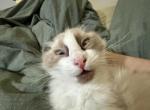 Goatee - Ragdoll Kitten For Sale - New York&comma; NY&comma; US