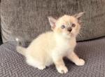 Milkshake - Ragdoll Kitten For Adoption - 