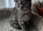 C - Scottish Fold Kitten For Sale - Bonney Lake&comma; WA&comma; US