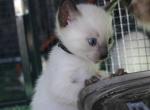 Comet - Siamese Kitten For Sale - Anza&comma; CA&comma; US