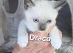 Draco - Snowshoe Kitten For Sale - Anza&comma; CA&comma; US