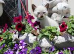 Orbit - Siamese Kitten For Sale - Anza&comma; CA&comma; US