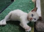 Luna - Siamese Kitten For Sale - 