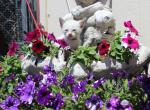 Luna - Siamese Kitten For Sale - Anza&comma; CA&comma; US
