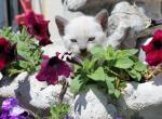 Astro - Siamese Kitten For Sale - Anza&comma; CA&comma; US
