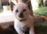 Vega - Siamese Kitten For Sale - Anza&comma; CA&comma; US