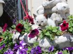 Nova - Siamese Kitten For Sale